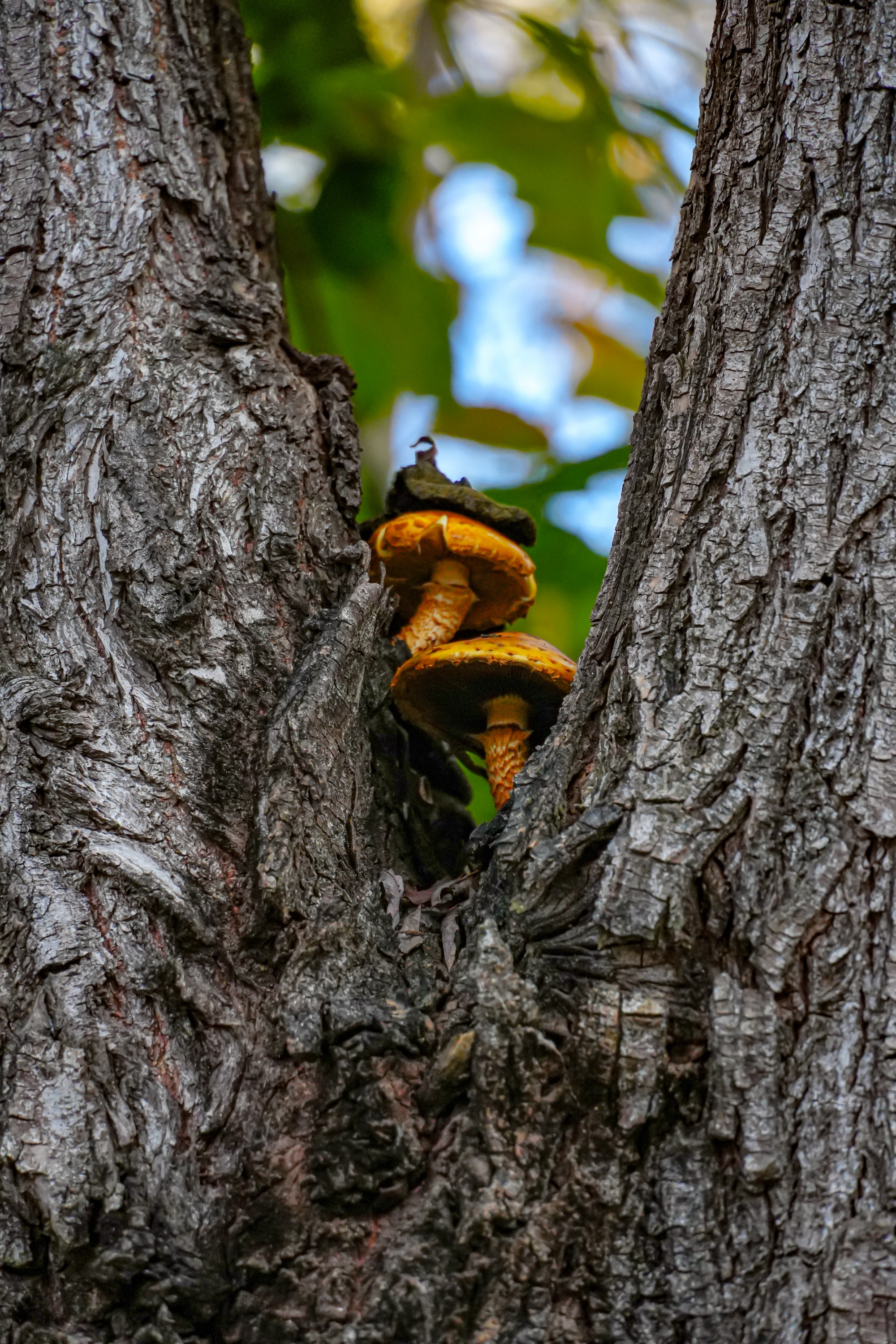 Pick Up the Autumn at UCAS