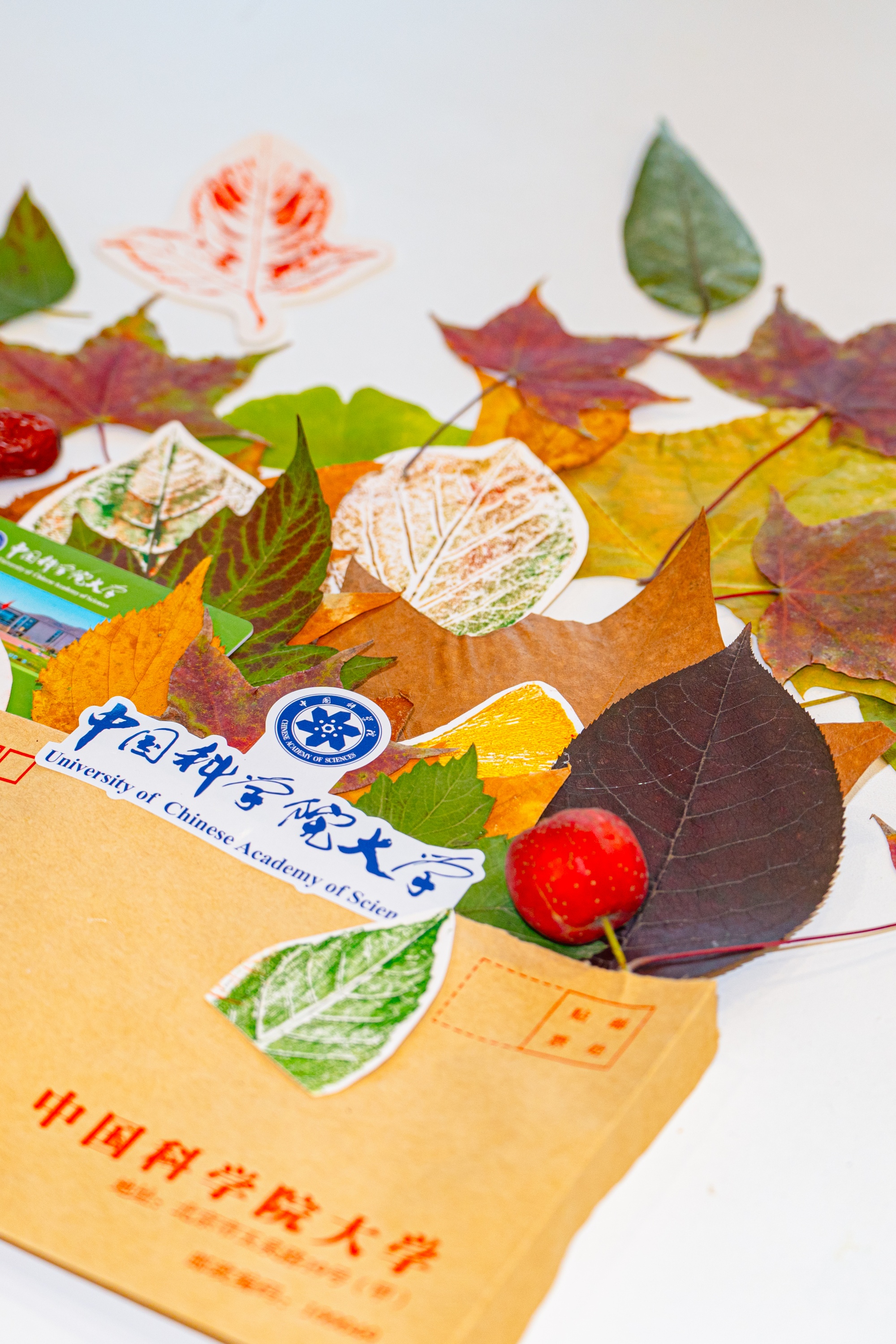 Pick Up the Autumn at UCAS